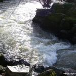 Photo of the Maigue river in County Limerick Ireland. Pictures of Irish whitewater kayaking and canoeing. bruree 6. Photo by tom